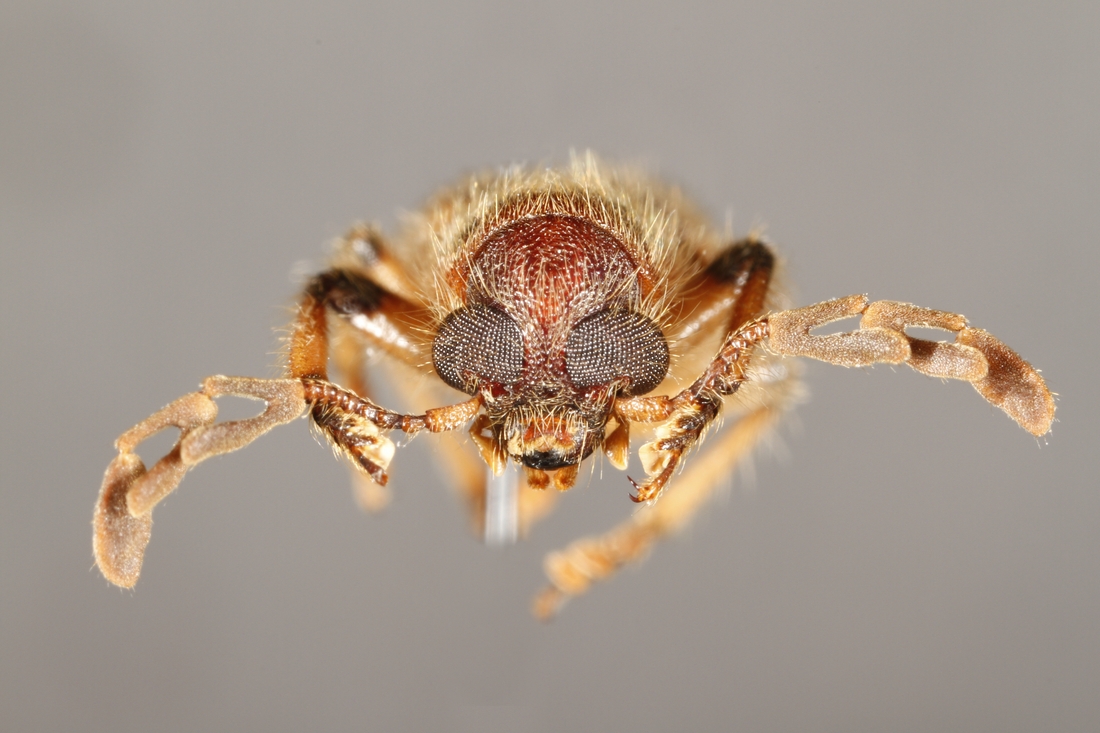 Pelonium longfieldae (ICCDRS Specimen #5854). Photo: Ashley Sheridan, CDF, 2011.