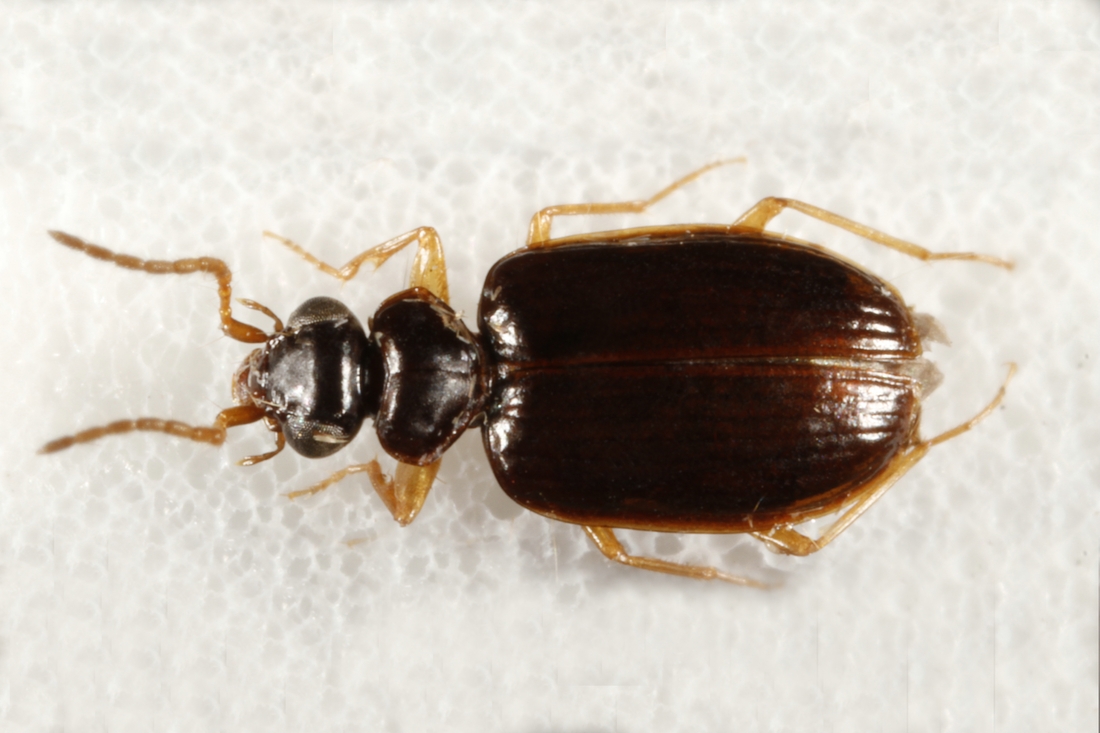 Pentagonica flavipes flavipes (LeConte 1853) (ICCDRS 4013) Photo: Ashley Sheridan, CDF, 2011.