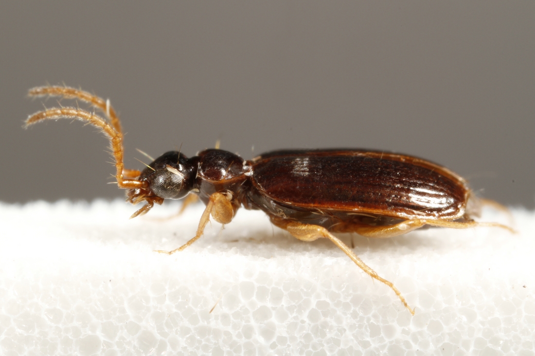 Pentagonica flavipes flavipes (ICCDRS Specimen #4013). Photo: Ashley Sheridan, CDF, 2011.