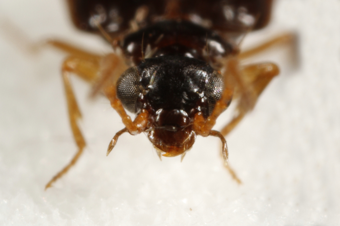 Pentagonica flavipes flavipes (ICCDRS Specimen #4013). Photo: Ashley Sheridan, CDF, 2011.