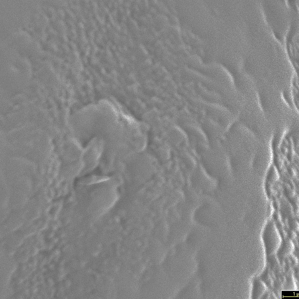 Pollen grain of Phaseolus mollis (scanning electron micrograph). Photo: Patricia Jaramillo Díaz & M. Mar Trigo, CDF, 2011.