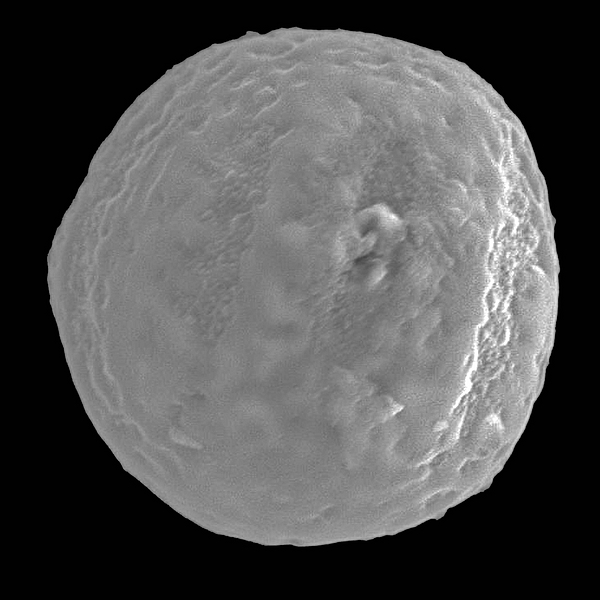 Pollen grain of Phaseolus mollis (scanning electron micrograph). Photo: Patricia Jaramillo Díaz & M. Mar Trigo, CDF, 2011.