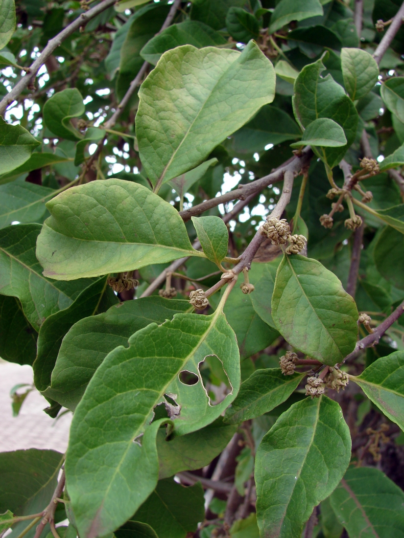 Pisonia floribunda , pega pega. Foto: Patricia Jaramillo, Rachel Atkinson, Anne Guézou, CDF, 2006.