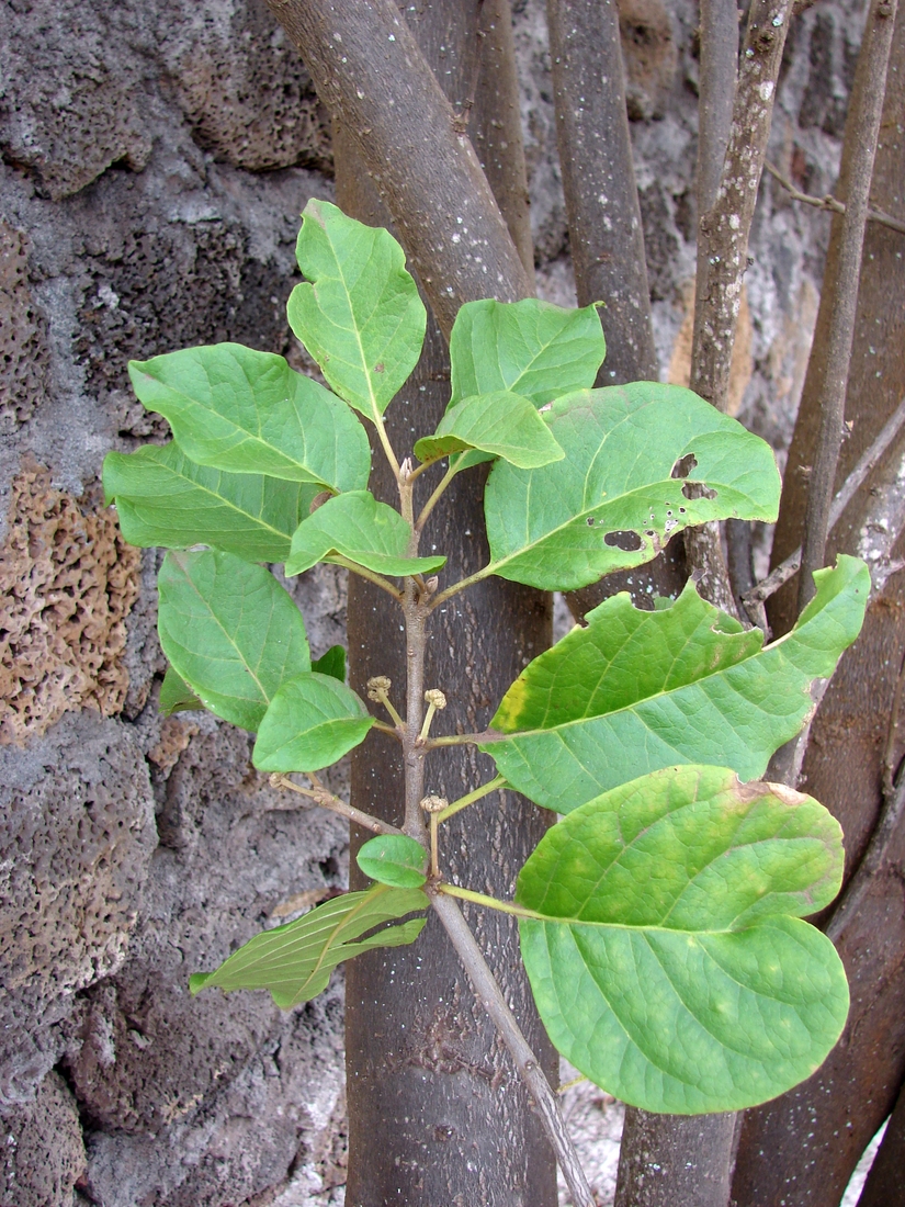 Pisonia floribunda , pega pega. Foto: Patricia Jaramillo, Rachel Atkinson, Anne Guézou, CDF, 2006.