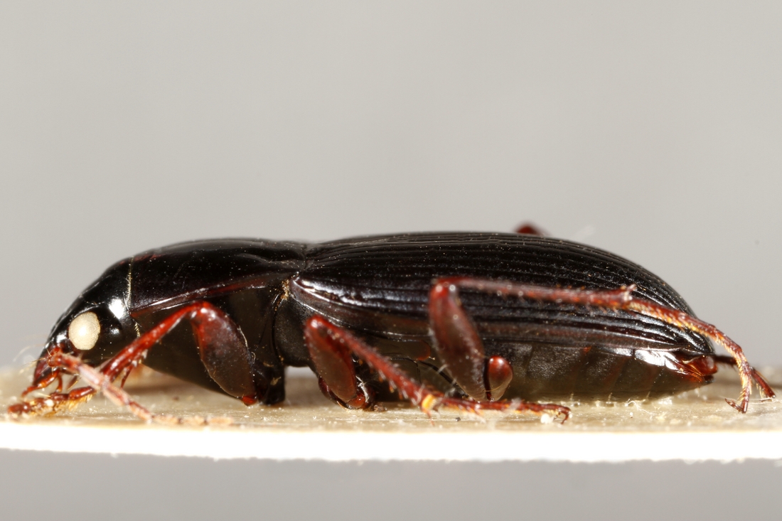 Pterostichus blairi (ICCDRS Specimen #3839). Photo: Ashley Sheridan, CDF, 2011.
