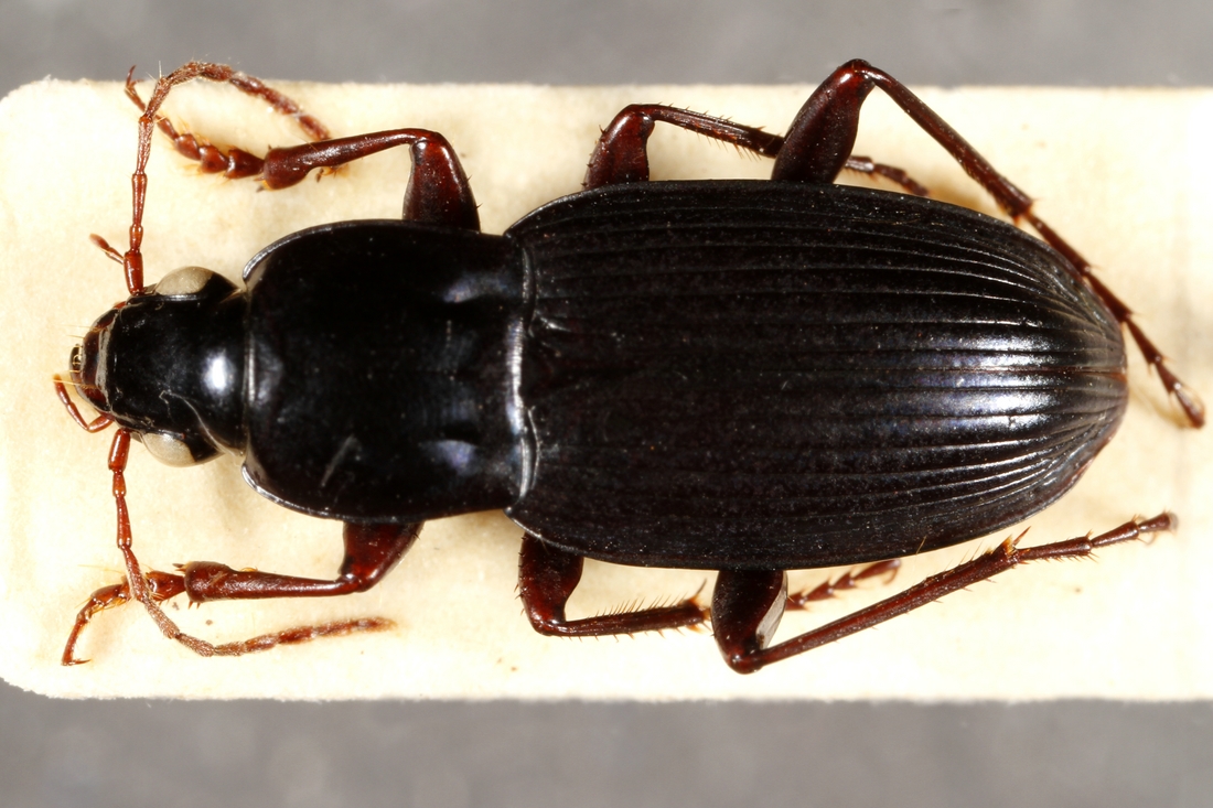 Pterostichus blairi Van Dyke 1953 (ICCDRS 3839) Photo: Ashley Sheridan, CDF, 2011.