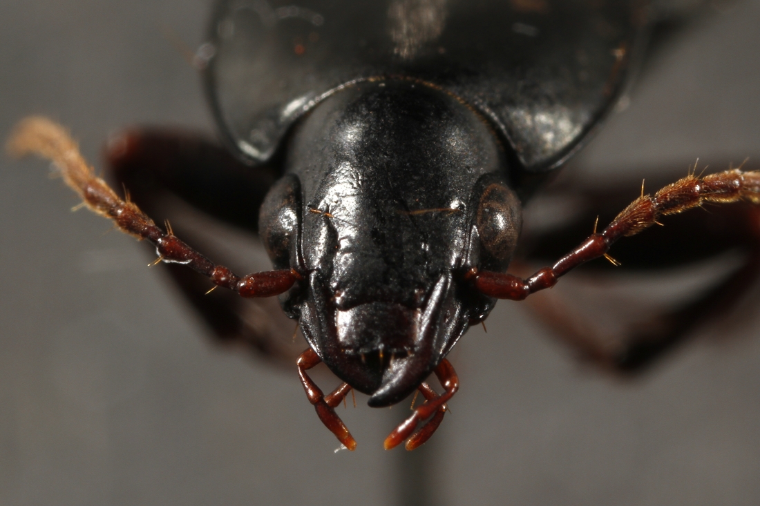 Pterostichus calathoides (ICCDRS Specimen #3864). Photo: Ashley Sheridan, CDF, 2011.
