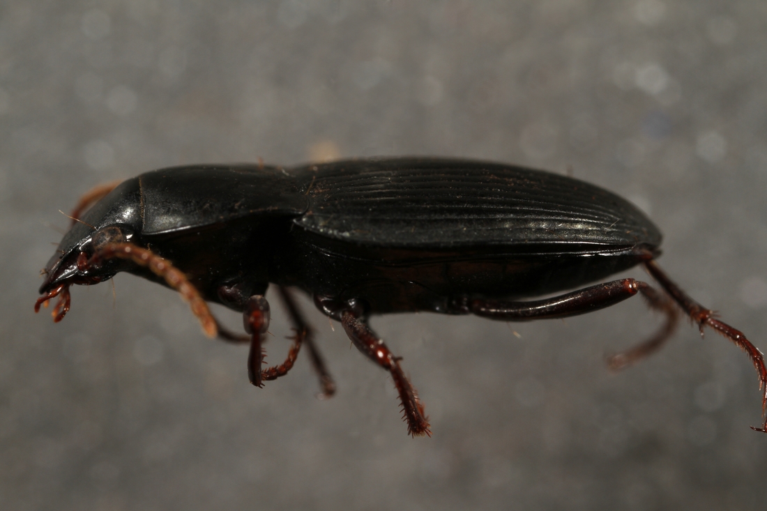 Pterostichus calathoides (ICCDRS Specimen #3864). Photo: Ashley Sheridan, CDF, 2011.