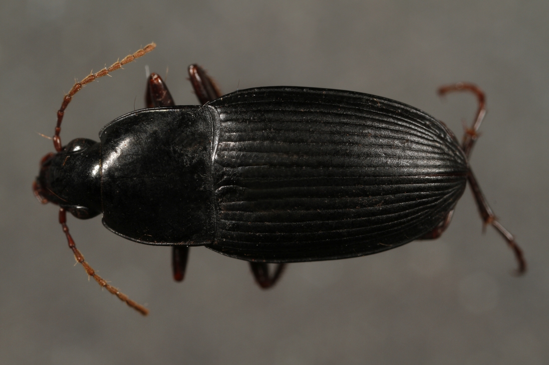 Pterostichus calathoides G.R. Waterhouse 1845 (ICCDRS 3864) Photo: Ashley Sheridan, CDF, 2011.