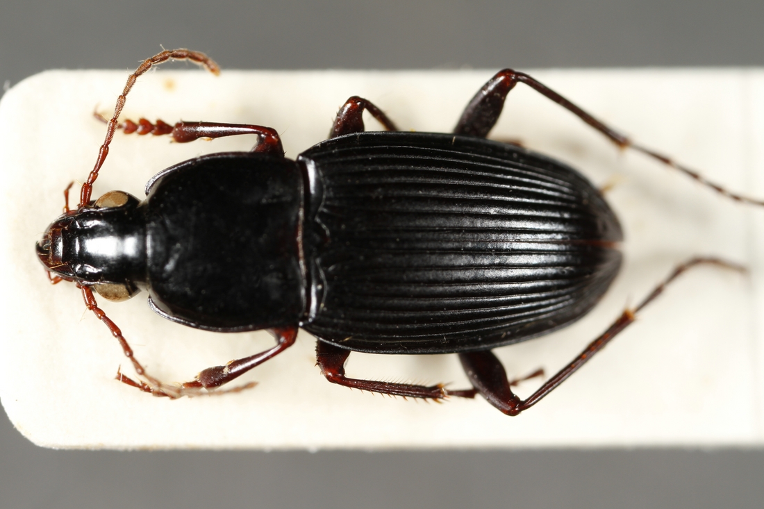 Pterostichus duncani (Van Dyke 1953) (ICCDRS 3851) Photo: Ashley Sheridan, CDF, 2011.