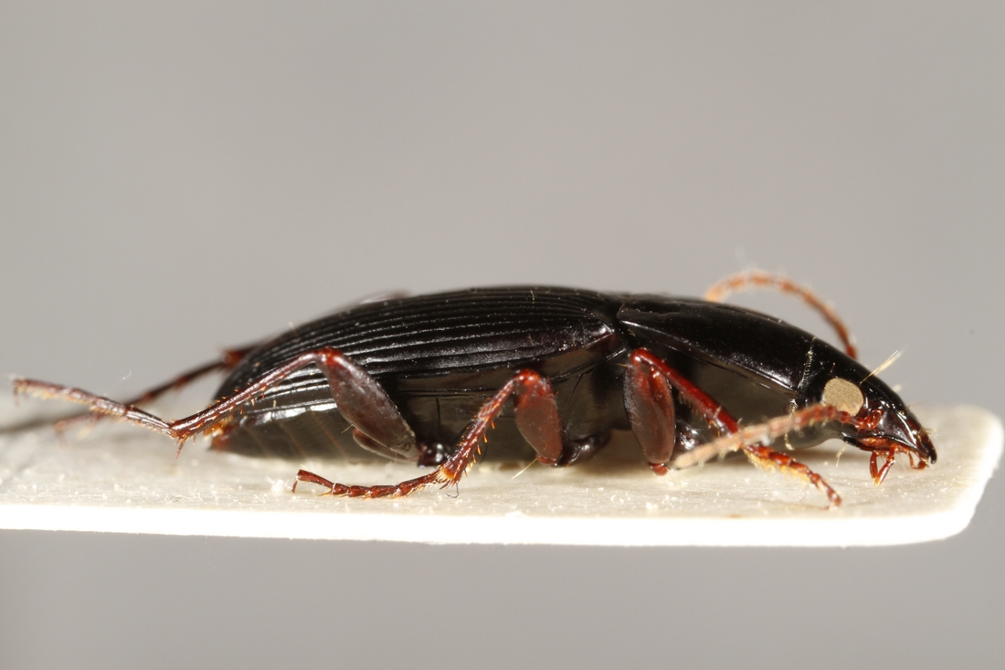 Pterostichus duncani (ICCDRS Specimen #3851). Photo: Ashley Sheridan, CDF, 2011.