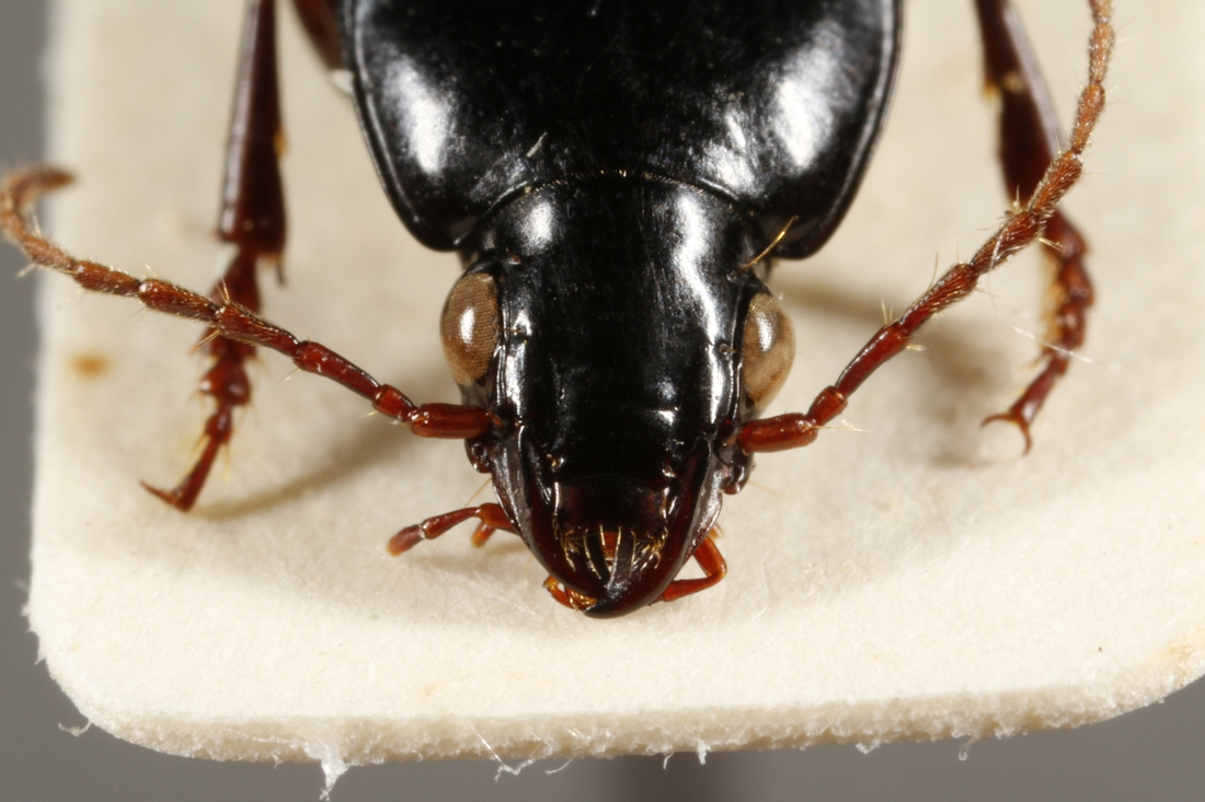 Pterostichus duncani (ICCDRS Specimen #3851). Photo: Ashley Sheridan, CDF, 2011.