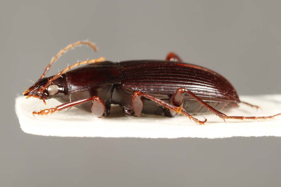 Pterostichus insularis (ICCDRS Specimen #3852). Photo: Ashley Sheridan, CDF, 2011.