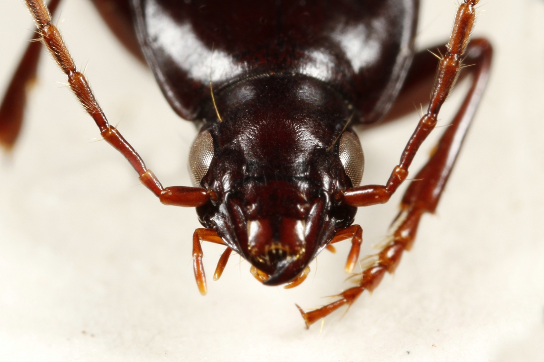 Pterostichus insularis (ICCDRS Specimen #3852). Photo: Ashley Sheridan, CDF, 2011.