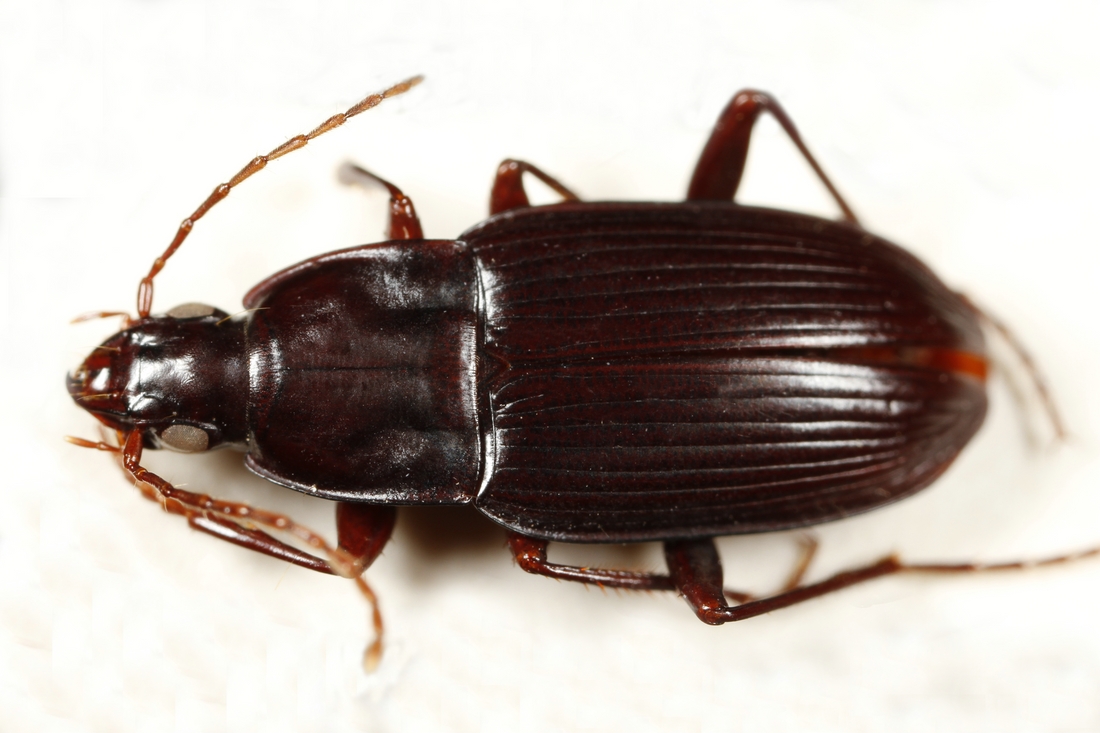 Pterostichus insularis (Boheman 1858) (ICCDRS 3852) Photo: Ashley Sheridan, CDF, 2011.