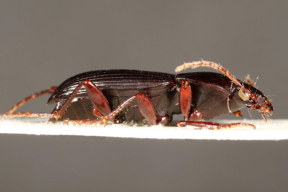 Pterostichus mutchleri (ICCDRS Specimen #3857). Photo: Ashley Sheridan, CDF, 2011.