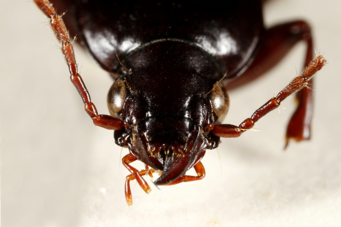 Pterostichus mutchleri (ICCDRS Specimen #3857). Photo: Ashley Sheridan, CDF, 2011.