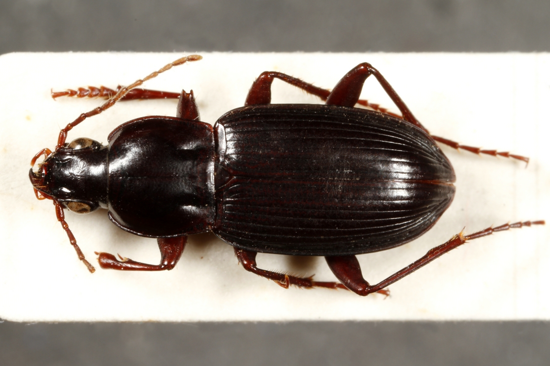 Pterostichus mutchleri Van Dyke 1953 (ICCDRS 3857) Photo: Ashley Sheridan, CDF, 2011.