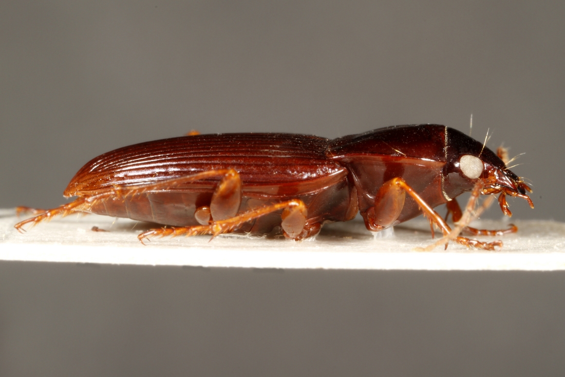 Pterostichus waterhousei (ICCDRS Specimen #3858). Photo: Ashley Sheridan, CDF, 2011.