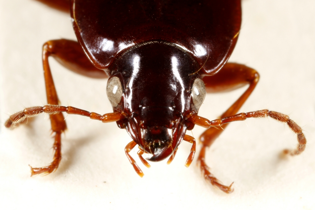 Pterostichus waterhousei (ICCDRS Specimen #3858). Photo: Ashley Sheridan, CDF, 2011.