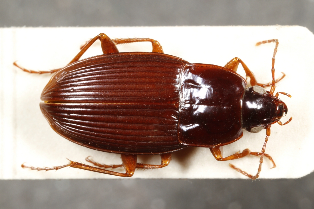 Pterostichus waterhousei Van Dyke 1953 (ICCDRS 3858) Photo: Ashley Sheridan, CDF, 2011.