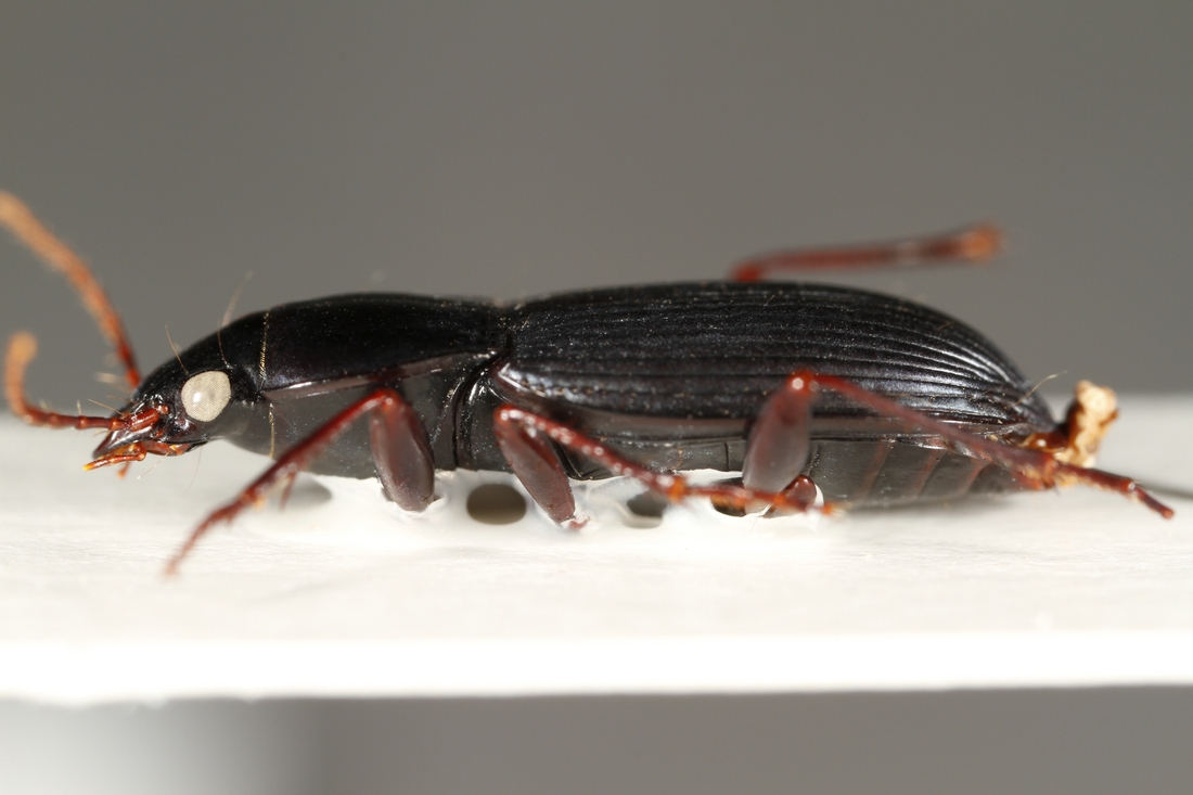 Pterostichus williamsi (ICCDRS Specimen #3860). Photo: Ashley Sheridan, CDF, 2011.