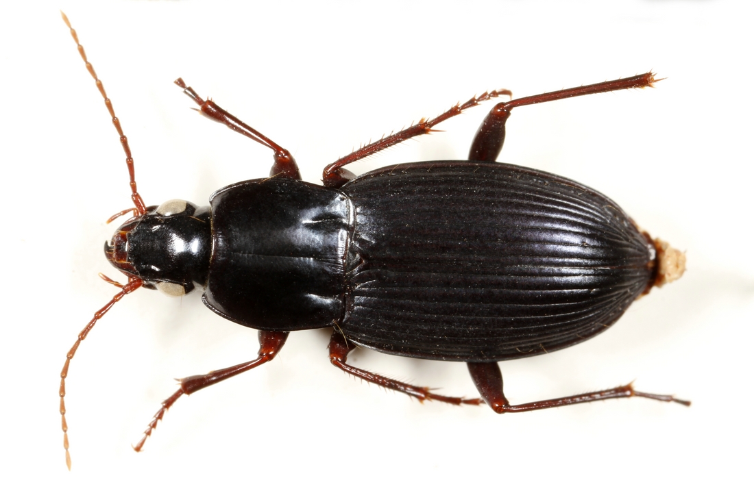 Pterostichus williamsi Van Dyke 1953 (ICCDRS 3860) Photo: Ashley Sheridan, CDF, 2011.