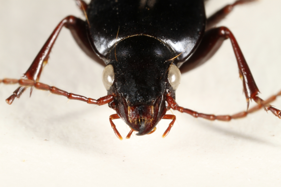 Pterostichus williamsi (ICCDRS Specimen #3860). Photo: Ashley Sheridan, CDF, 2011.