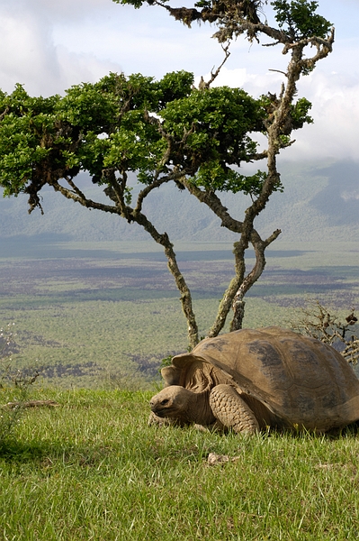 Geochelone vandenburghi (Galapagos Giant Tortoise), crater rim Alcedo. Photo: Frank Bungartz, CDF, 2006.