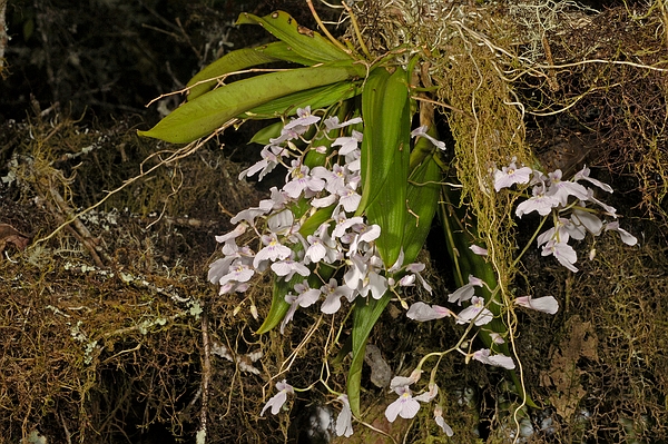 Ionopsis utricularioides. Photo: Frank Bungartz, CDF, 2006.