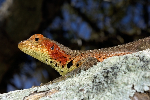 Microlophus albermarlensis (Galapagos Lava Lizard), Santiago Island, Galapagos. Photo: Frank Bungartz, CDF, 2006.