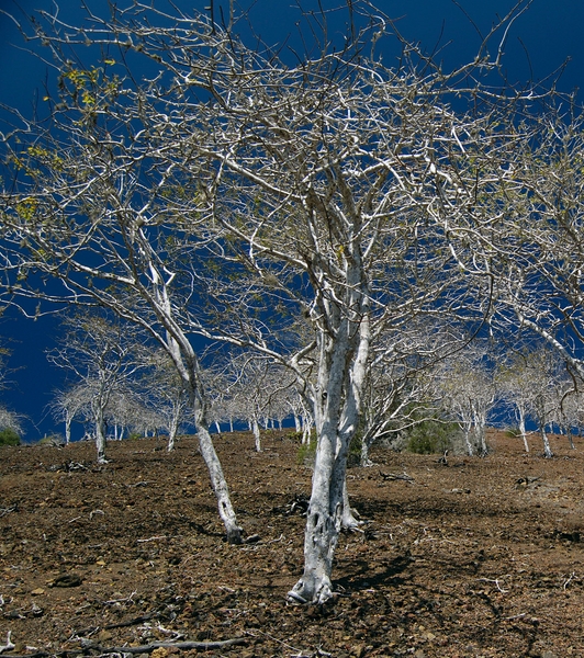 Open Bursera forest near Bahía Sullivan, Santiago. Photo: Frank Bungartz, CDF, 2006.