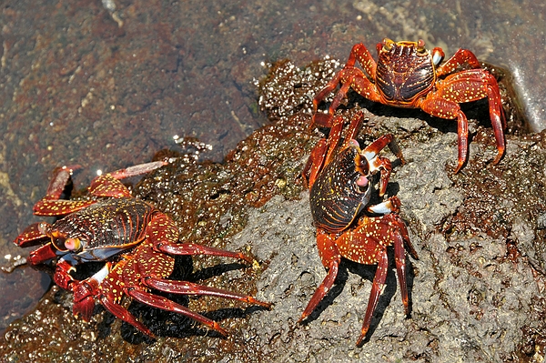 Grapsus grapsus (Isla Santa Cruz, Galápagos), sobre rocas costeras, Puerto Villamil, Isla Isabela, Galápagos. Foto: Frank Bungartz, CDF, 2009.