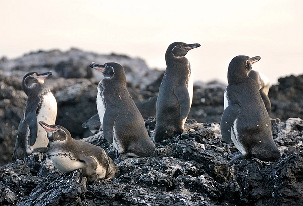 Spheniscus mendiculus (Pinguino de Galápagos) Las Tintoreras, Puerto Villamil, Isabela Foto: Frank Bungartz, CDF, 2009.