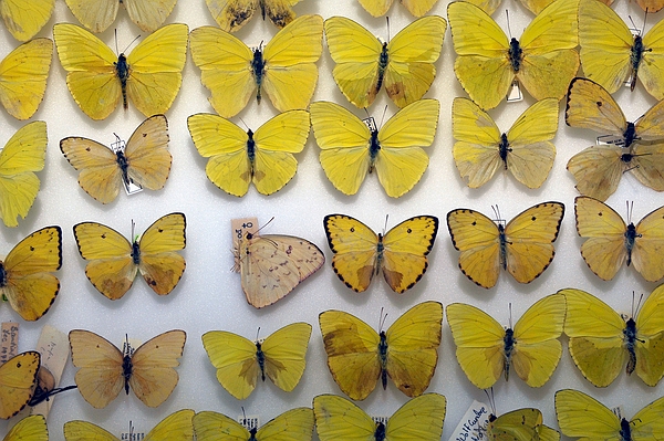 Phoebis sennae marcellina (Galapagos Sulphur Butterfly), ICCDRS pin collection. Photo: Frank Bungartz, CDF, 2009.