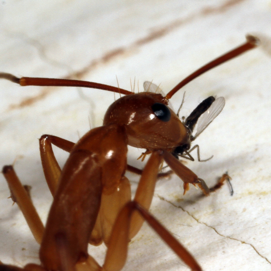 Camponotus conspicuus zonatus on window sill, Casa Matthias Espinosa Photo: Frank Bungartz, CDF, 2011.