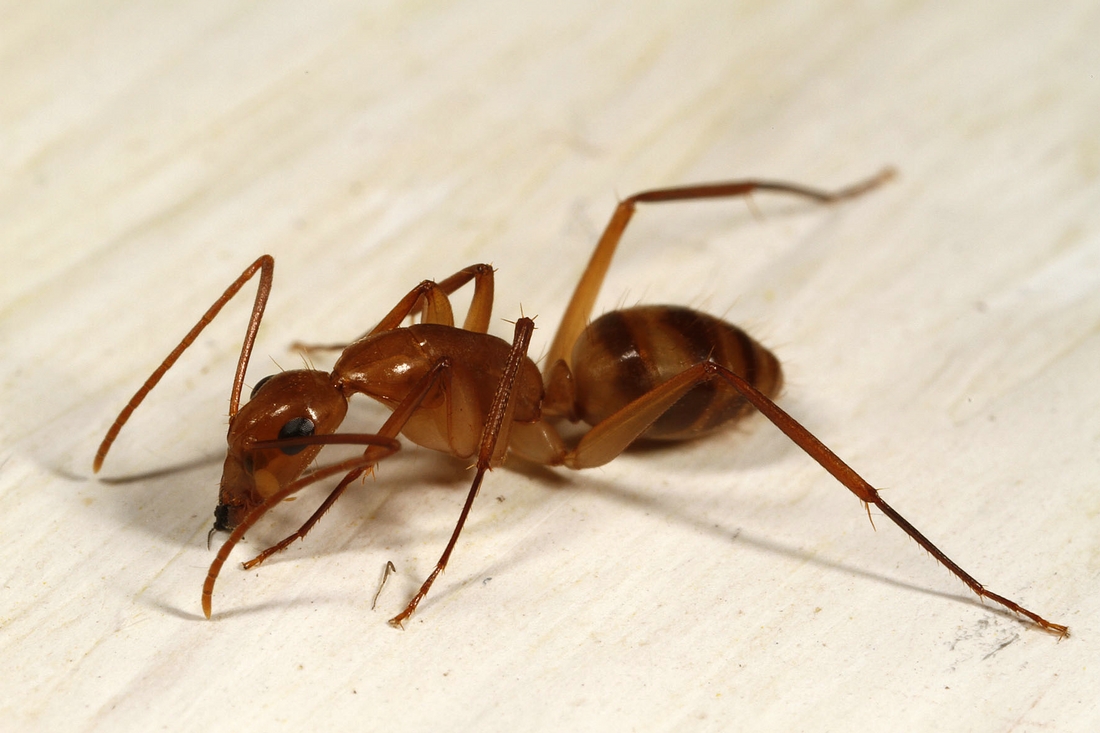 Camponotus conspicuus zonatus on window sill, Casa Matthias Espinosa Photo: Frank Bungartz, CDF, 2011.