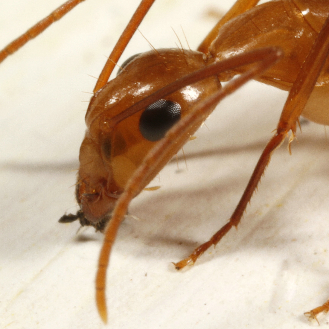 Camponotus conspicuus zonatus Emery, 1894 on window sill, Casa Matthias Espinosa Photo: Frank Bungartz, CDF, 2011.