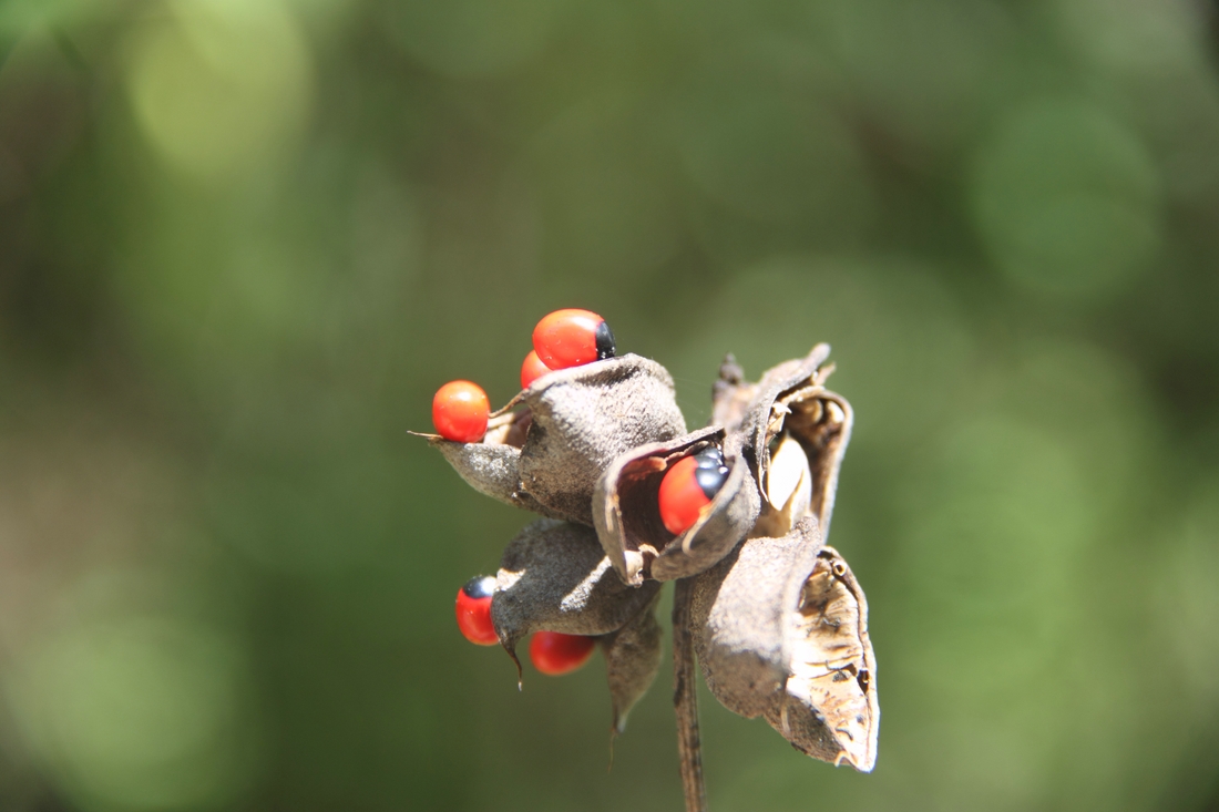 Abrus precatorius L., Floreana Island. Photo: Ruben Heleno, CDF, 2010.