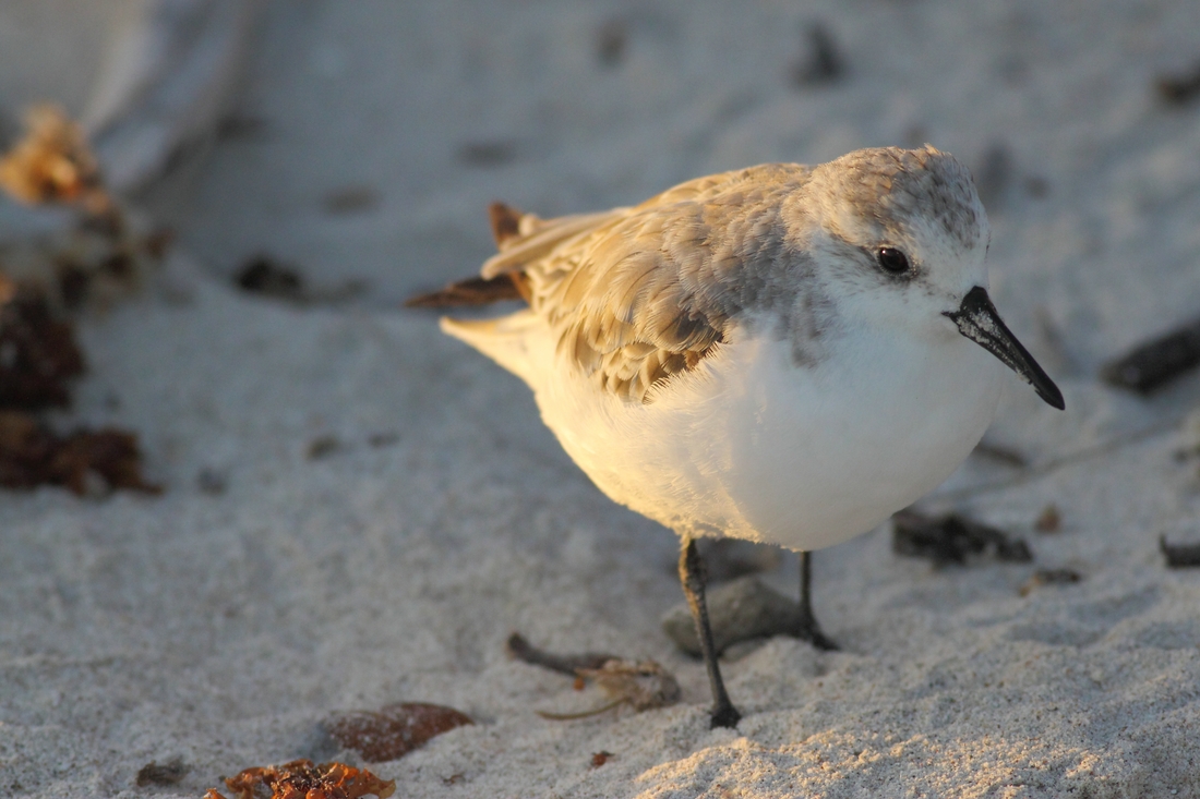 Calidris alba