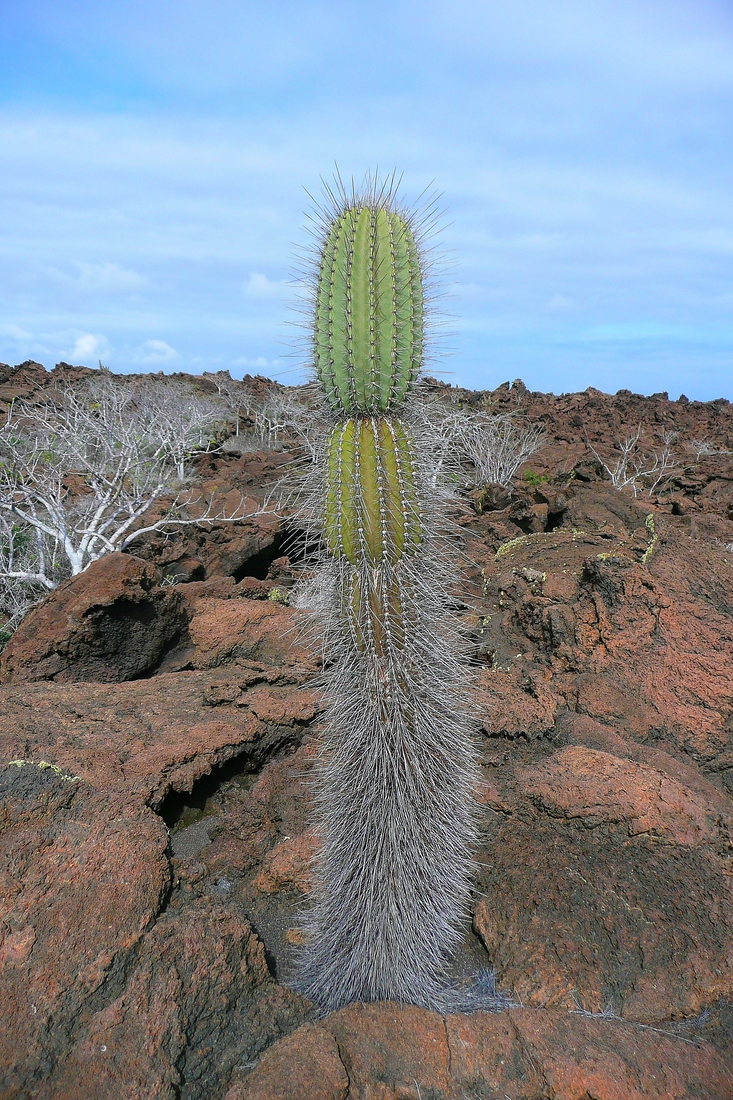 Jasminocereus thouarsii var. sclerocarpus, Isla Fernandina, Galápagos. Foto: Ruben Heleno, CDF, 2010.