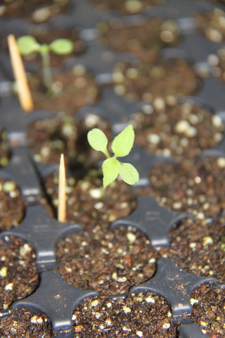 Scalesia affinis ssp. brachyloba Harling, Santa Cruz Island, Galapagos. Photo: Ruben Heleno, CDF, 2011.