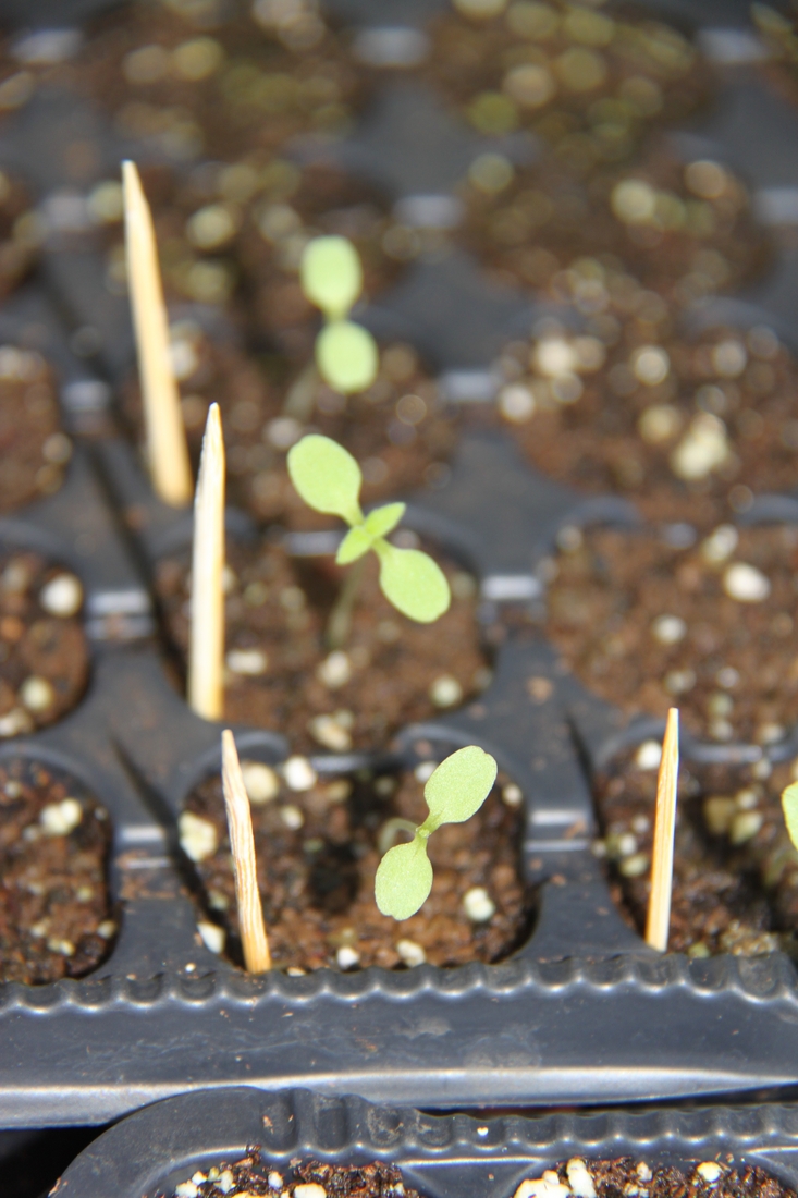 Scalesia affinis ssp. brachyloba, Santa Cruz Island, Galapagos. Photo: Ruben Heleno, CDF, 2011.