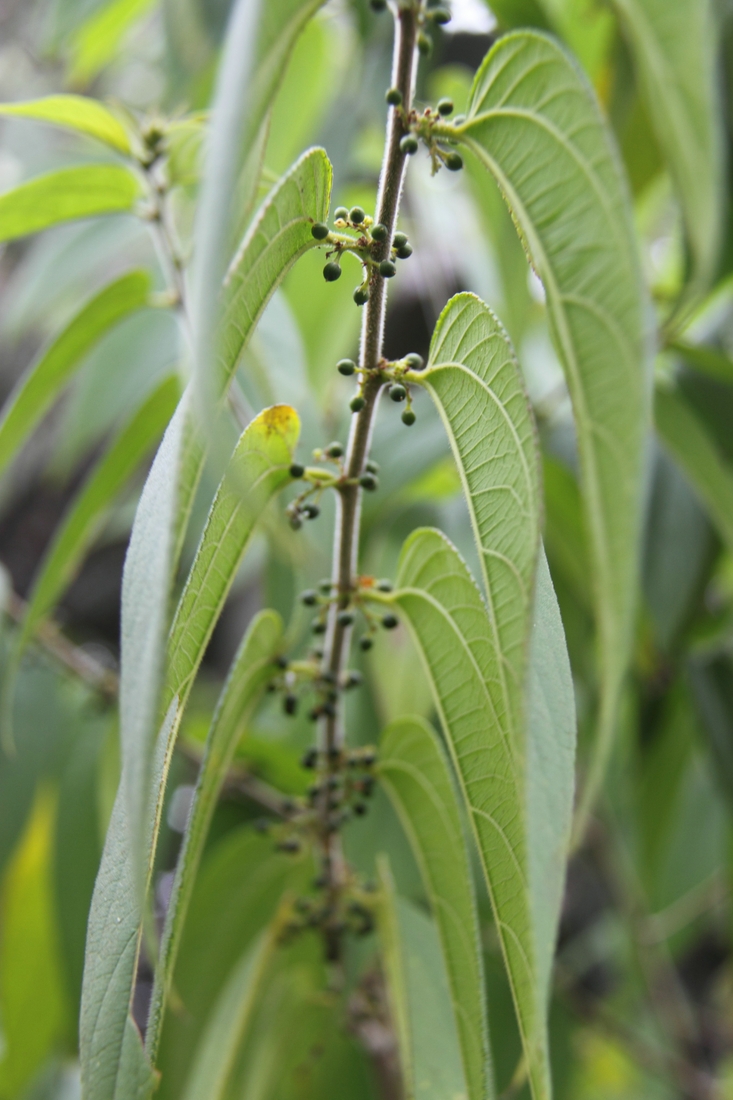 Trema micrantha (L.) Blume, Isla Isabela, Galápagos. Foto: Ruben Heleno, CDF, 2010.