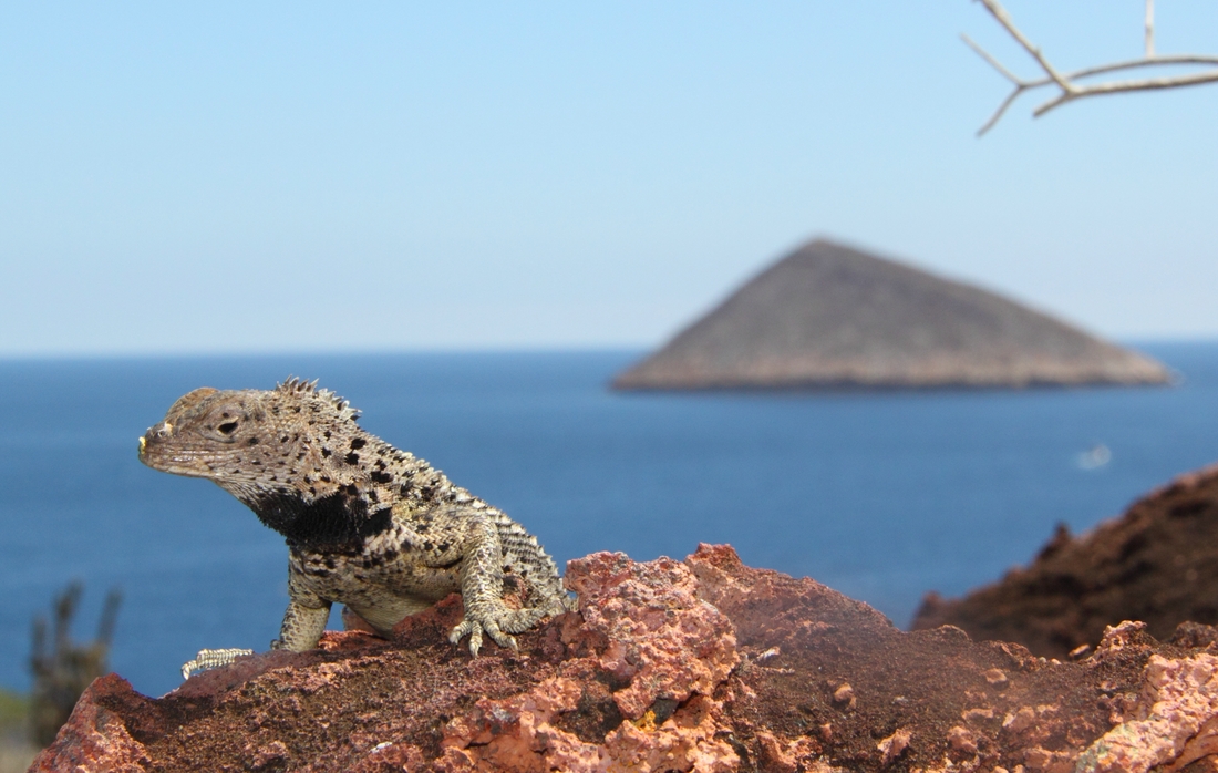 Microlophus grayii, Champion Islet, Galapagos. Photo: Ruben Heleno, CDF, 2010.