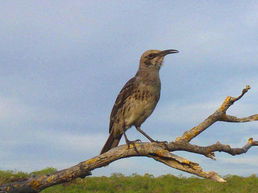 Mimus macdonaldi, Isla Española, Galápagos. Foto: Ruben Heleno, CDF, 2012.