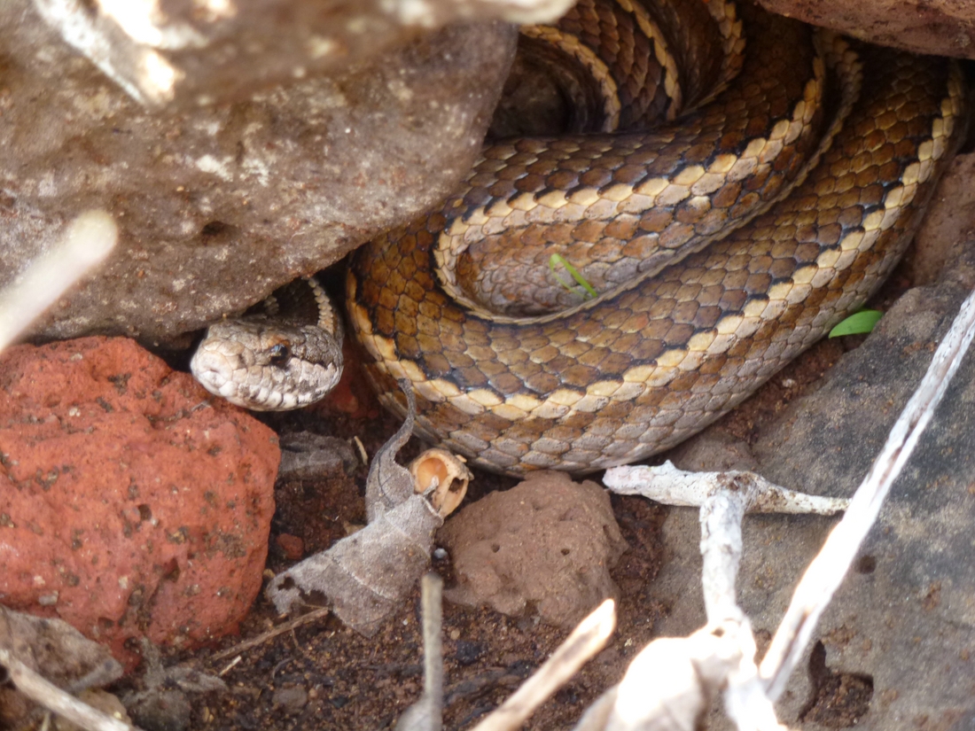 Pseudalsophis slevini, Santa Fé Island, Galapagos. Photo: Ruben Heleno, CDF, 2012.