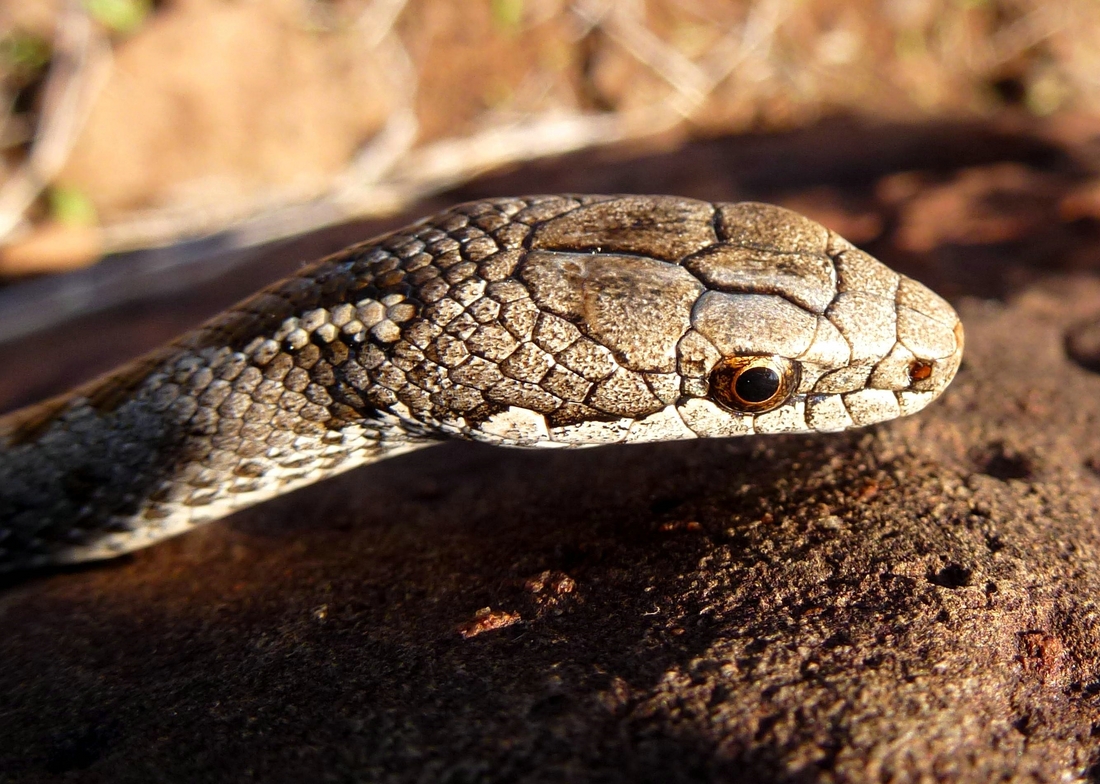 Galapagos Banded Snake, Santa Fé Island. Photo: Ruben Heleno, CDF, 2012.