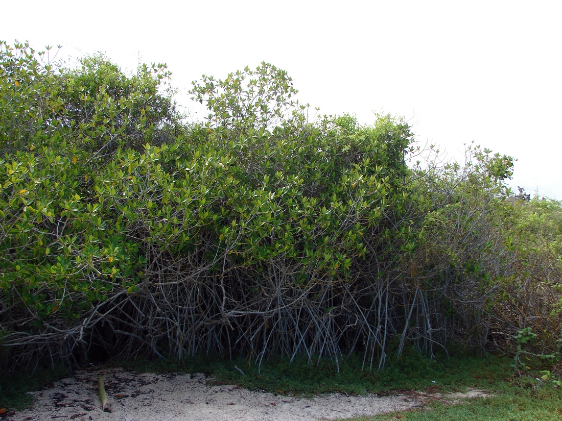 Rhizophora mangle , red mangrove, American mangrove. Photo: Patricia Jaramillo, Rachel Atkinson, Anne Guézou, CDF, 2006.