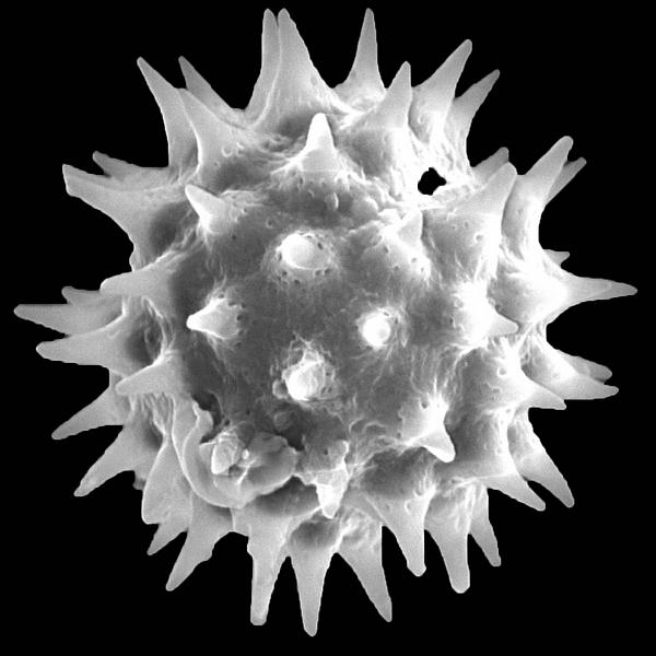 Pollen grain of Scalesia affinis ssp. gummifera (Hook. f.) Harling (scanning electron micrograph). Photo: Patricia Jaramillo Díaz & M. Mar Trigo, CDF, 2011.